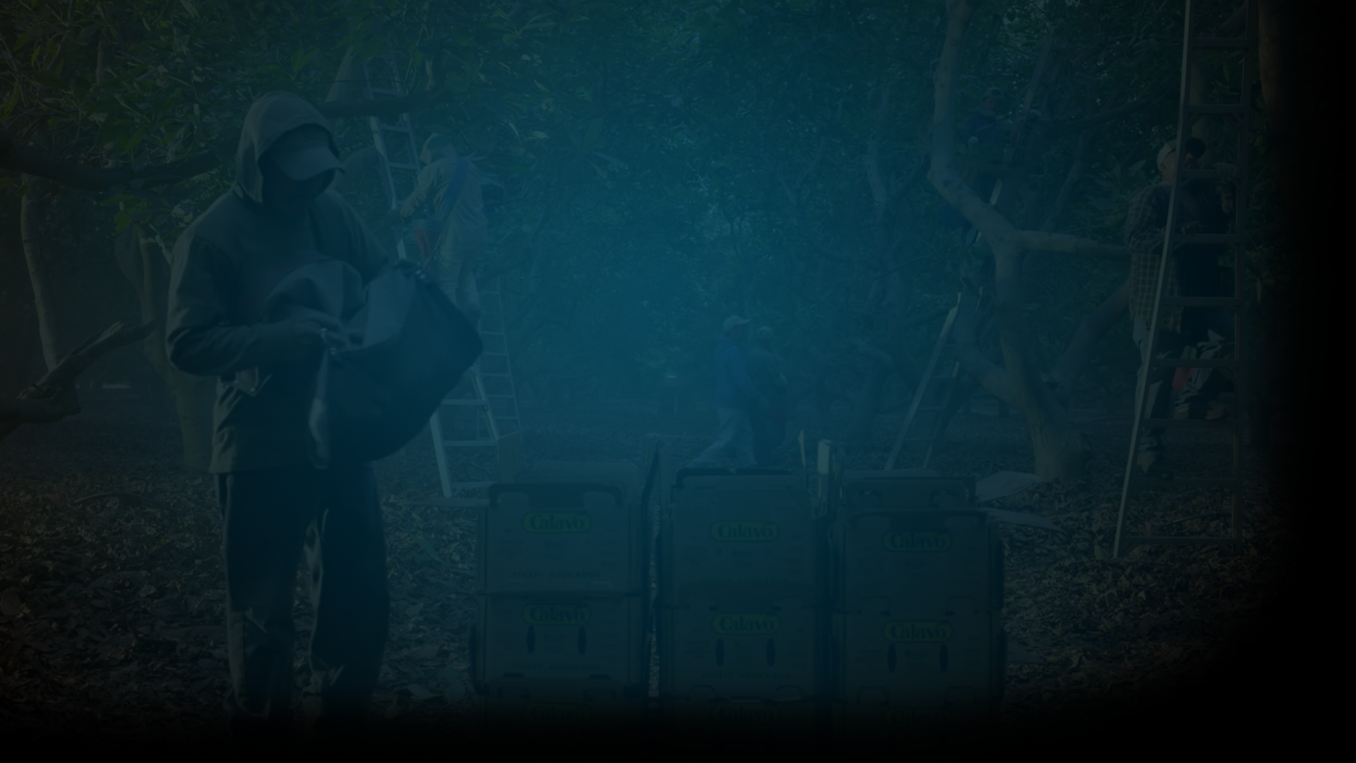 Still of farmers harvesting avocados at the Cavalo Avocado grove in Florida. Producer's Toolbox provided music licensing for Chipotle's Farm To Foil campaign.